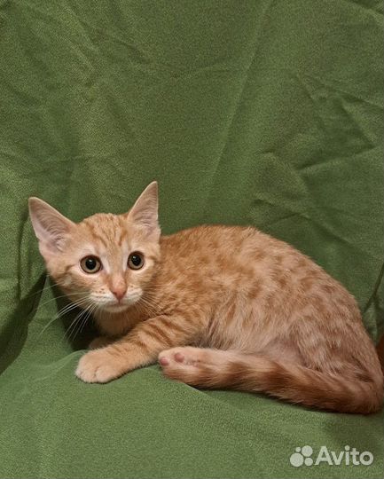 Солнечный мальчик ищет дом