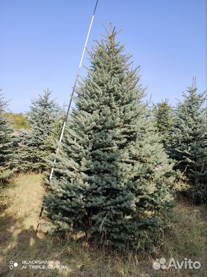 Ель голубая глаука