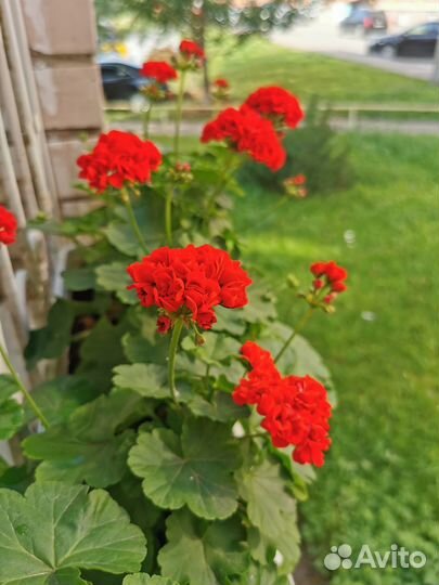 Герань пеларгония