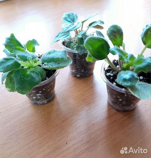 Одноразовые стаканы 50мл