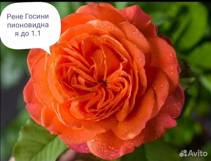 Розы
