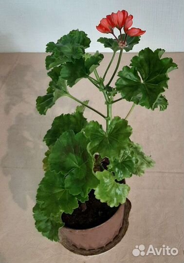 Пеларгония герань тюльпановидная