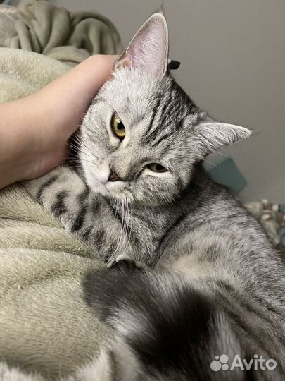 Шотландская кошка бесплатно (очередь)