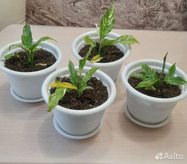 Спатифиллум домино