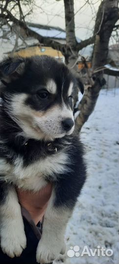 Собаки хаски щенки