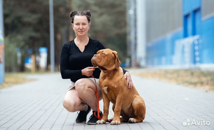 Щенки бордосского дога