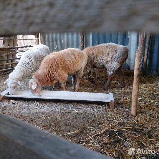 Продаются барашки