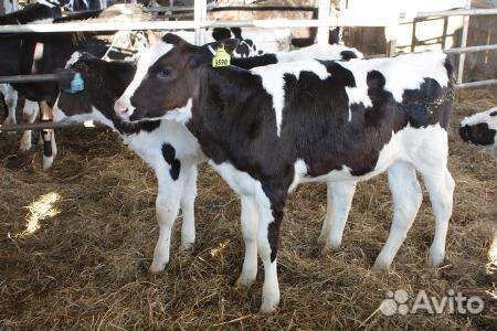 Бычки бодрые