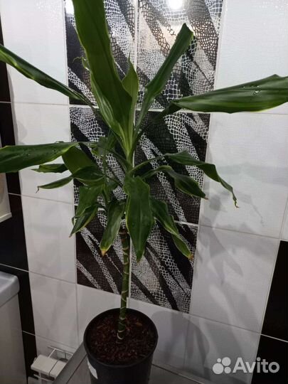 Драцена голден кост