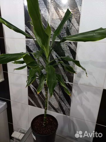 Драцена голден кост