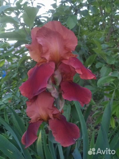 Ирисы бородатые сортовые