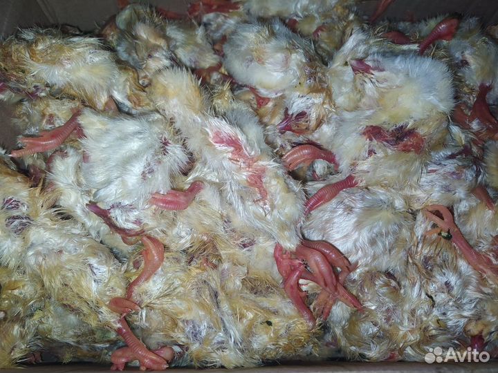 Суточные замороженные цыплята на корм