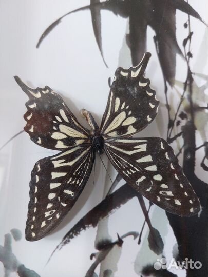 Панно, картина с настоящими бабочками