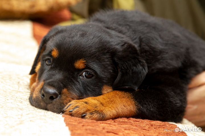 Щенки ротвейлера