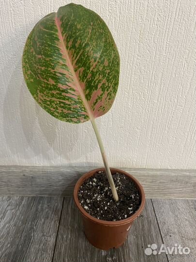 Аглаонема боксинг