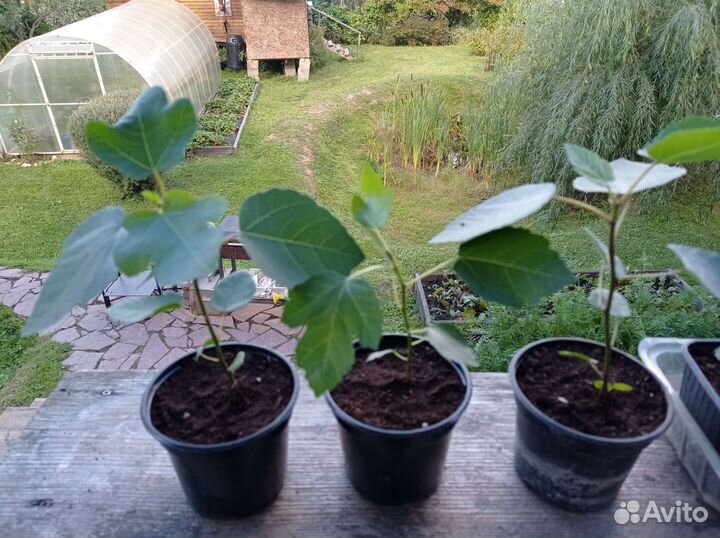 Саженцы инжира