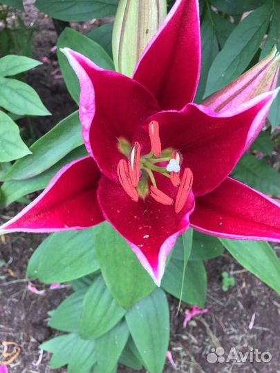 Лилии сортовые