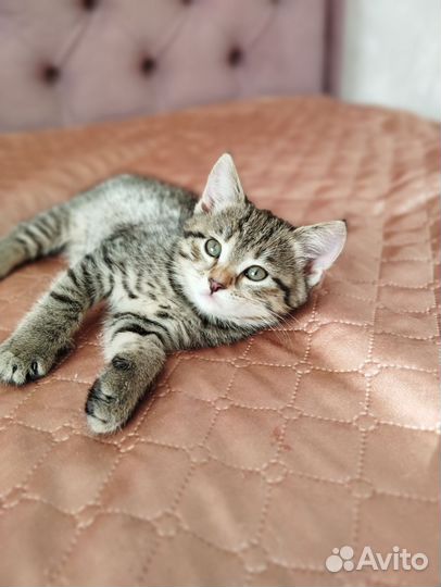 Котёнок