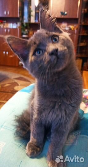 Мейн-кун, голубой солид