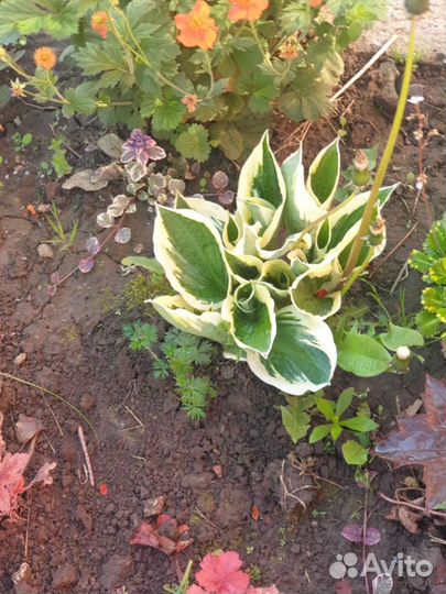 Цветы многолетние