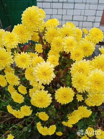 Хризантема корейская