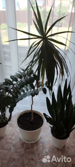 Щучий хвост