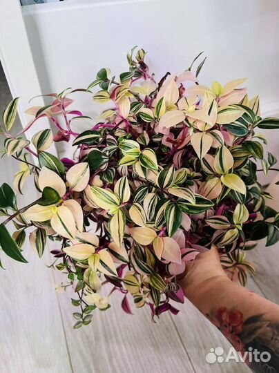 Комнатные растния