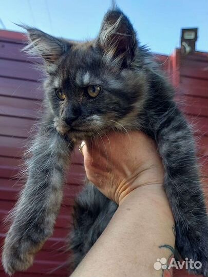 Кошка мейкун