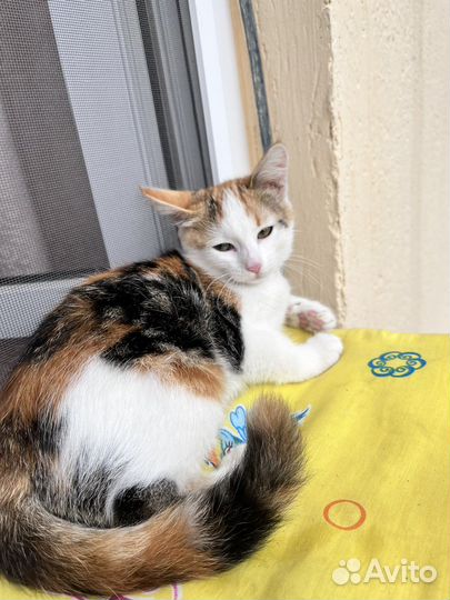 Кошка котенок