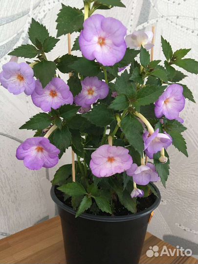 Ризомы Ахименесов