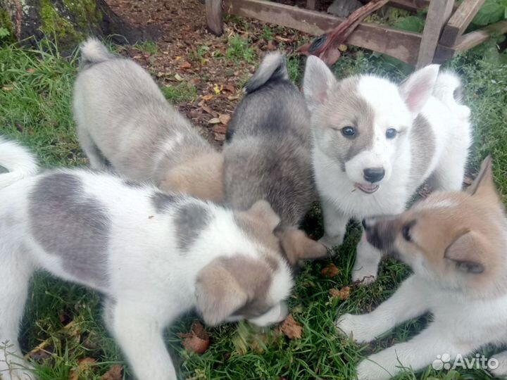 Западно сибирская лайка