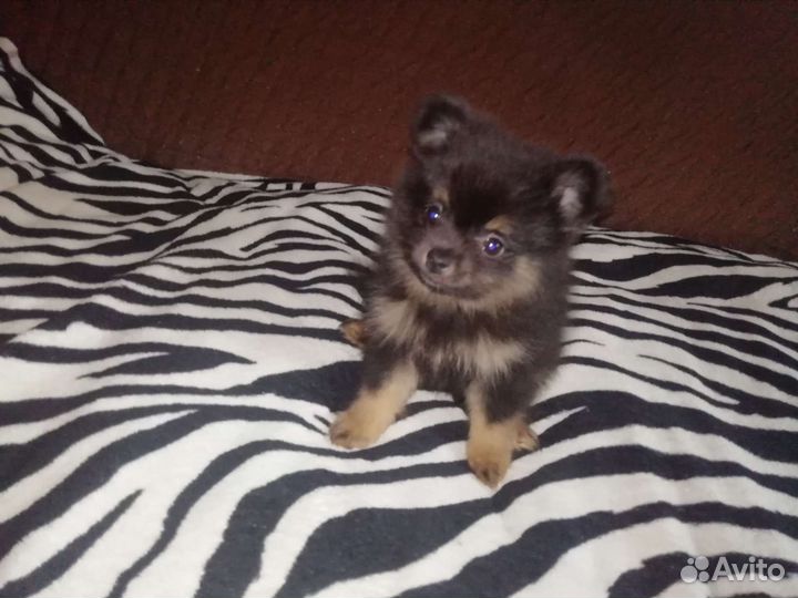 Щенки шпица