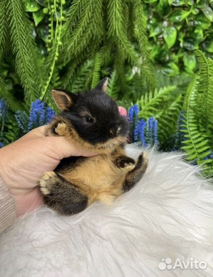 Из Царского Кролика