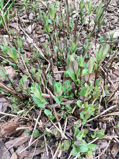 Мята пепперминт