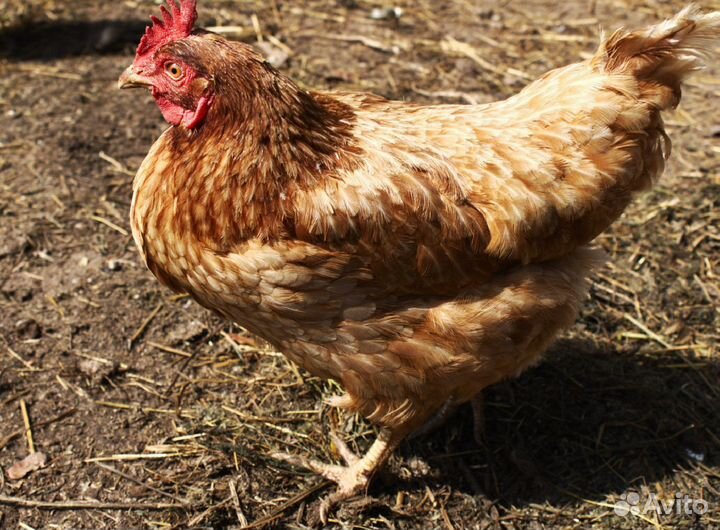 Куры несушки с доставкой