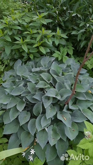 Садовые растения для красоты вашего сада