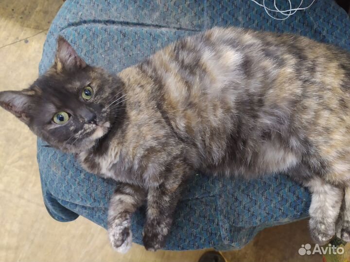 Кошечка в добрые руки