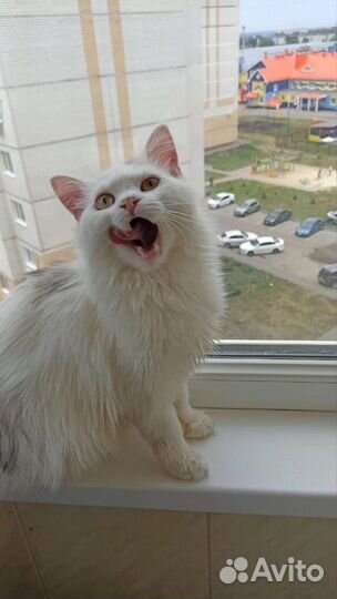 Кошки в добрые руки