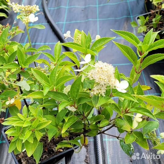 Саженцы хвойных, декоративных кустарников