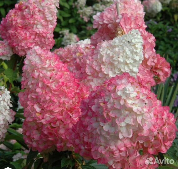 Гортензия Ванилла Фрейз