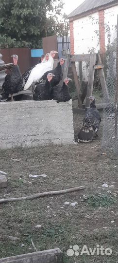 Индюки домашние