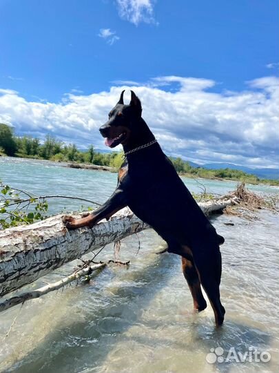 Доберман вязка