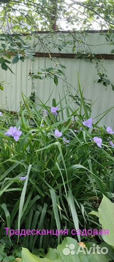 Цветы из своего сада