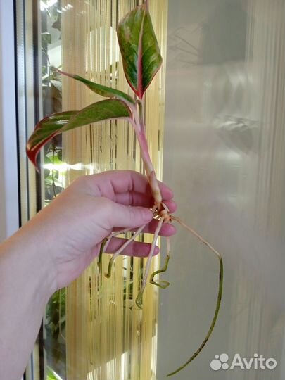 Аглаонема Крит