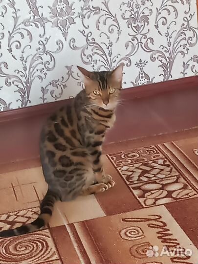 Бенгальская