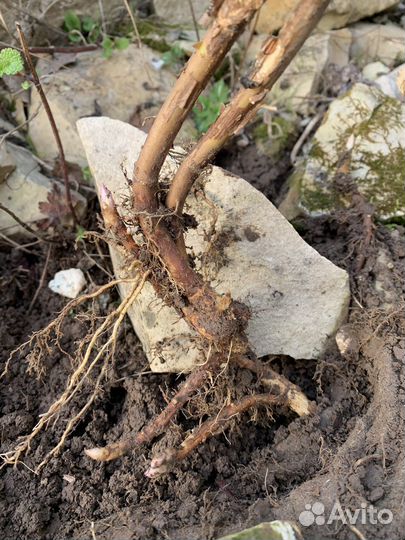 Гортензия Анабель, лаконос, посконник