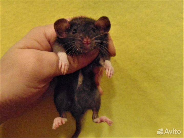 Крысы, крысята дамбо от заводчика, клетки