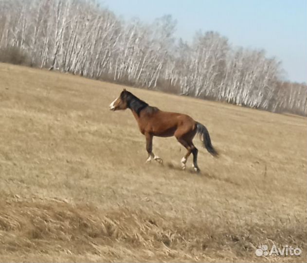 Продажа лошадей