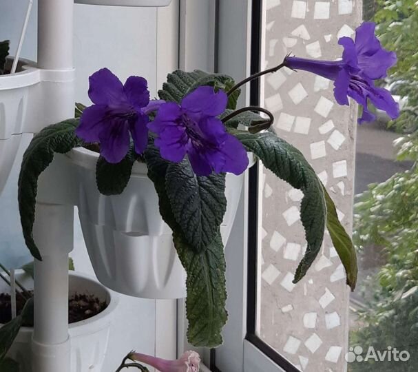 Стрептокарпусы