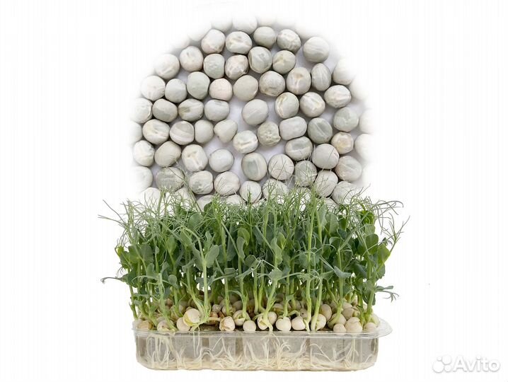 Семена Микрозелень от 50 грамм арт.0003